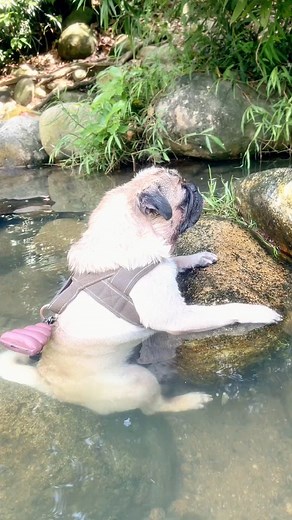 Please help me i can not swimming. #pug #pugsofinstagram #puglife #puglove #pugs #dog #dogsofinstagram #pugstagram #dogs #pugpuppy #pugworld #pugoftheday #puppy #pugnation #puglover #mops #pugsnotdrugs #instapug #puglovers #dogstagram #love #doglover #pet #instadog #cute #blackpug #pugmania #pugloversclub #doglovers #dogoftheday | Bonus
