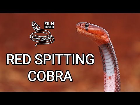 Deadly venomous Red spitting cobra (Naja pallida), wild snake in Kenya, rescue and venom milking