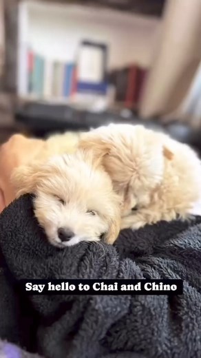 Chai (F) and Chino (M) are a pair of 3-month-old Havanese/Maltese mix puppies. Chai is an independent, playful girl, with a good dose of sass and personality. Don’t be fooled by her small size: this pup is an outgoing adventurer who loves to explore her surroundings and get to know everyone, even dogs five times her size. She’s also got a sweet, gentle side, and loves to snuggle up to you when she’s finished her big adventures round the garden. Chino (M) is a big softie with a heart of gold. Pla