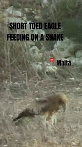 🌍✨ We’ve narrowed it down to the top 10 for the #NatureProtectors Challenge! 🙌🎉 Now it’s YOUR turn to decide the winners! ❤️ Vote by liking your favourite reels—the ones with the most likes will take the prize! 🌿🔥 Show your love and support for the videos that inspire you to protect our planet. Let’s celebrate the beauty of nature together! 💚🐾 🎥Video by Michael Wilson | BirdLife Malta