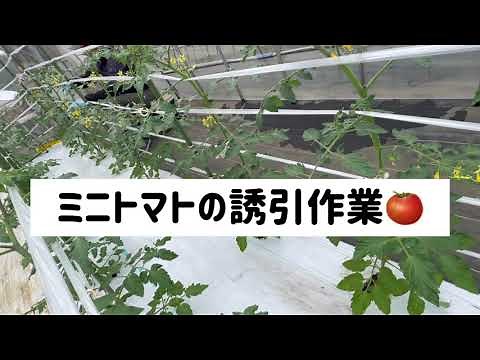 【一粒万倍ミニトマト】ミニトマトの誘引作業‼️ #ミニトマト#シャイな54歳#竹田市#一粒万倍#荻町#大分県#誘引#斜め誘引#テープナー