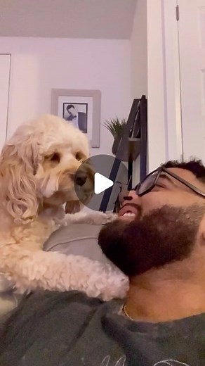 Luna The Mini Cockapoo on Instagram: "Our souls are truly connected… 凉❤️ #cockapoo #puppylove #dogs"