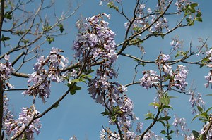 What are those purple trees I keep seeing?