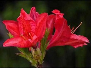 My Choice 75 - Nadia's Theme: Henry Mancini