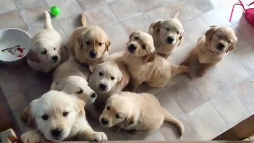 Adorable Golden Retriever Puppy Crying Compilation