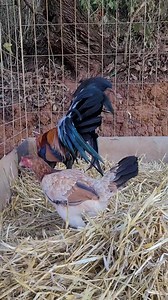 Kelso - Asil/ kelso Buen sabado | Rancho Guajardo
