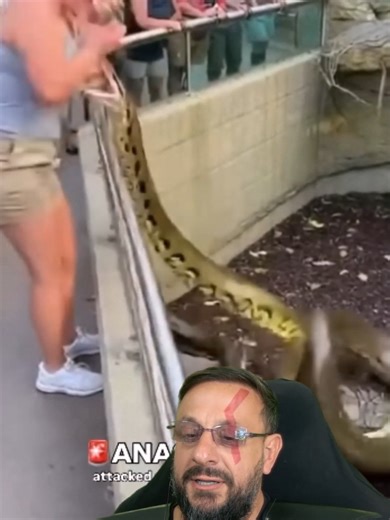 Anaconda: Mitos e Verdades Sobre Seus Ataques