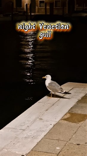 Night Venice Seagull 🐦‍⬛🌊🌛 #shorts