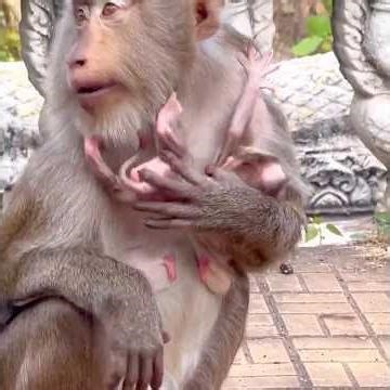 Tiny but Strong — Baby Clings to Mama with Both Hands 🐒💛 #Shorts