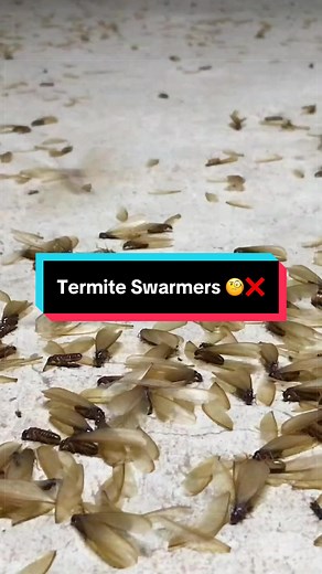 Spot Termite Swarmers This Spring