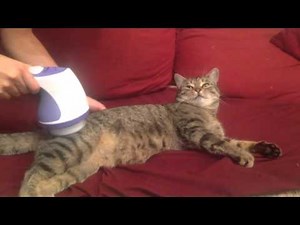 Funny cat massage