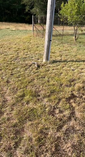 The fact that you can’t see the smoke rolling off of him. #squrriel #fail #dumbwaystodye #smoky #squrriel🐿 #lostpower #stupidanimals