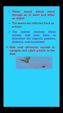 WHAT IS ECHOLOCATION ?