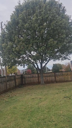 Trimmed 2 trees today. Take a look and give us a call if you need tree trimming or removal. Cuttin' Up 2564681814 | Cuttin' Up | Facebook