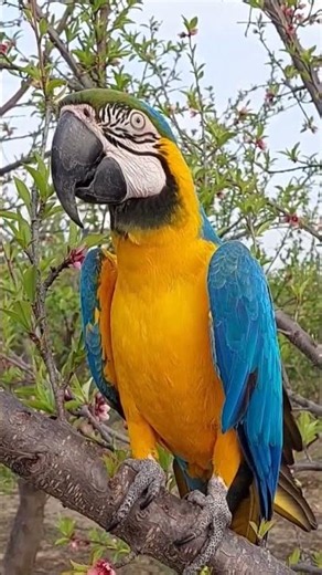 Bluegold macaw #parrot #birds #macaw