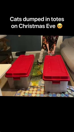 Cat Rescue Update: Christmas Eve Cats Find Forever Homes