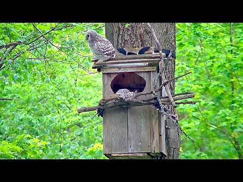 Second Owlet "Star" Takes Leap Of Faith, Flutters To Ground | WBU Barred Owl Cam – May 2, 2024