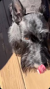 1.4K reactions · 11 shares | No grooming complete without a dirty nose… . . . #dog #scottishterrier #doggrooming #groom #terrier #brownnoser | Scottish Terrier Rescue of the Southeast | Facebook