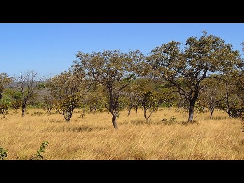Vegetação Típica do Cerrado no Estado de Mato Grosso