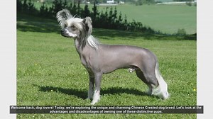 Pros and Cons of Owning a Chinese Crested Dog