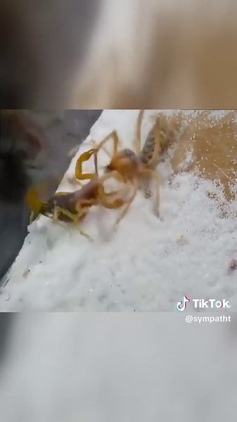 Camel spider VS poisonous scorpion #InsectWars #BugBattles #InsectFight #BugWar #InsectCombat #InsectBattle #BugFight #InsectShowdown #BugVsBug