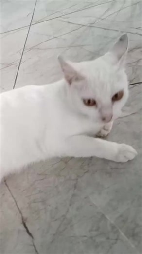 #fyp #fypdongggggggg #fypシ゚viral#fypシ゚viral🖤tiktok #masukberandafyp #masukberandatiktok #salingfollow❤❤❤ #lewatberanda #tangseltiktok #fypシ゚viral