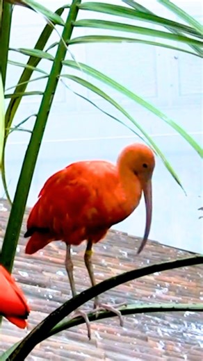 Scarlet Ibis (Eudocimus ruber), a stunning bird known for its vivid red plumage. The Scarlet Ibis gets its brilliant scarlet-red color from its diet, which is rich in carotenoids—mainly from eating red crustaceans like shrimp and crabs. Juvenile Scarlet Ibises are gray-brown, and gradually turn red as they grow older. They are native to northern South America and Caribbean islands, especially Trinidad and Tobago, where it is the national bird. Commonly found in mangroves, mudflats, marshes, and 