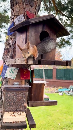 Animals Squirrel cute squirrel cute animals cute pets #animal #pet #squirrel #animals #cute #animalvideos #nature #cutepets #cutesquirrel | Cute squirrel & animals