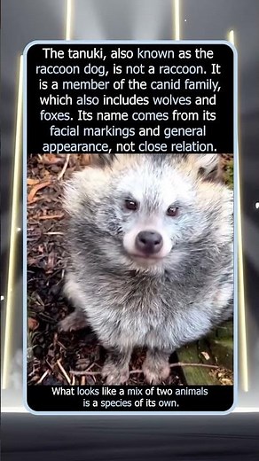 Why The Tanuki Is Called A Raccoon Dog