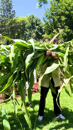 Stalk drop, get it?! 🌽😉 We’ve got a few tips for you upcoming farmers that you might not know. It’s the small moves that make big seasons! 💯 #SMIA #farmingtips #genzfarming