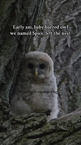 This is Spice, the youngest baby barred owl the early morning her left his nest! He is an earth bound feathered angel! Are you ready to see how he spent his first day out of the nest? #best_birds_of_ig #owlphotography #wildlifephotography #babyowl #barredowl #theeowlqueen #savebarredowls | Thee Owl Queen