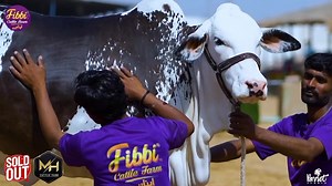 8.2K views · 1K reactions | ALHAMDULILLAH  ❤❤ SHONA ❤❤ IS NOW SOLDOUT  EXTREMELY BEAUTIFUL !! MA SHA ALLAH .. FIBBI CATTLE FARM APNA HAI BOSS  | Karachi Cow Mandi Services | Facebook