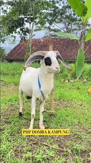 DOMBA ADU GARUT - SIMBOL KEBANGGAAN DAN BUDAYA PERTANDINGAN KHAS JAWA BARAT🐐🔥