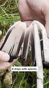 1.1K views · 25 reactions | The Shaggy Mane,Coprinus comatus, is...