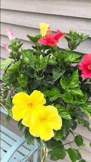 Braided Hibiscus Trees In Full Bloom