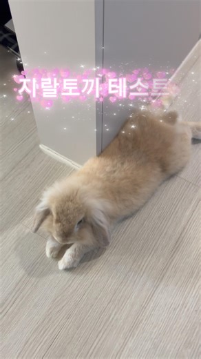 Rabbit Personality Test #LopEaredRabbit #mybunny #bunny #rabbit #rabbits #Rabbit #pets #Companion...