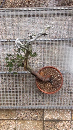 Ivo Santos | The most important watering for your bonsai occurs immediately after repotting. It should be done thoroughly, using a soil-flushing... | Instagram