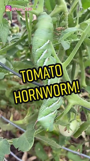 Understanding Tomato Hornworms and Their Ecological Role