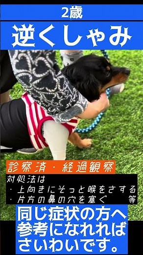 【犬の逆くしゃみ】対処法の参考になれれば🐶【らいむ闘病記】