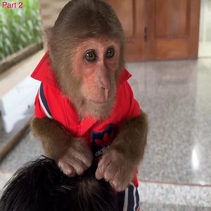 5.9K views · 119 reactions | Part 2 . . . @.CUTIS panicked discovered a stranger breaking into house... who person ? . . . #babymonkeycutis #monkeyphoto #BiBi #cutis #reelsviral #monkeys #monkey #reel #viral #fyp #usa #reelfb #funny #tiktok #babymonkey #Shorts #nature #flower #lovely #animals #cute #baby #JicJic #nana #monkeynana #lyly #monkeyLyly #taka #lucky #Lily | Slingshot ride | Facebook
