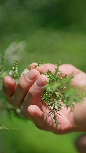 The Manuka plant and Maori tradition