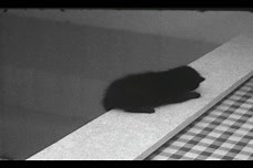 The Visual Cliff Study: Eleanor J. Gibson and Richard D. Walk reels of animals on the Visual Cliff 7