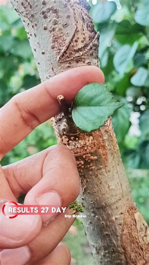 Results grafting after 27 day 🌿🌳 #garden #plants #gardening #nature #craft #diy #grafting