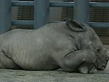 Endangered white rhino born at Disney's Animal Kingdom theme park