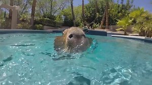 Capybaras are Semi-Aquatic animals and love to SWIM! Do not worry the pool is chlorine free! | Joejoe the Capybara