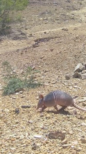 Tiny tank, big personality. 💥 Our state mammal, the nine-banded armadillo, might look like a medieval knight in miniature, but they’re mostly focused on finding their favorite bug buffet. 🎥/📍: Lake Brownwood State Park - Texas Parks and Wildlife | Texas State Parks