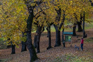 Genetically Engineered Trees, Coming Soon to a Grove Near You - Liberty Nation News