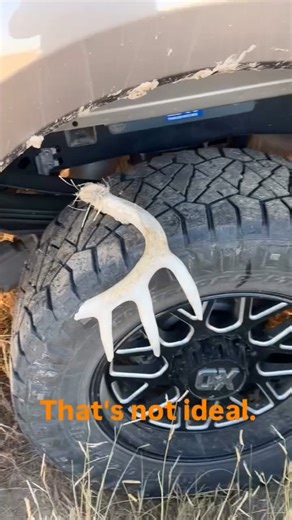 Hunting Land Rentals By Owner on Instagram: "Watch Out Shed Season is COMING 🤣 Unconventional methods of shed hunting 🎥: @theoutdooralignedpodcast . . . #shed #shedhunting #outdooraligned"