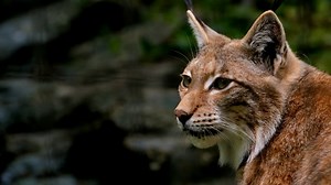 Lynx, Predator, Dangerous. Free Stock Video