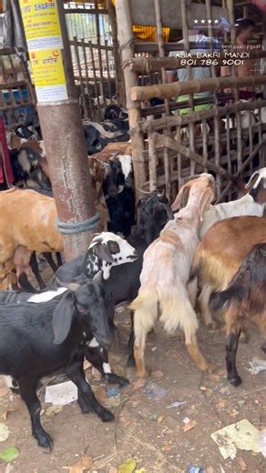 Goat Sale ‪@AsiaBakriMandi‬ #trending #shorts
